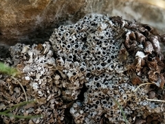 Phaeorrhiza nimbosa