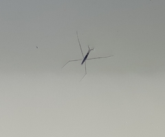 Gerromorpha