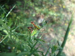 Chorthippus binotatus