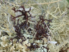 Cetraria ericetorum