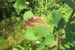 Leucoptera sinuella