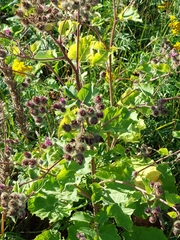 Arctium tomentosum