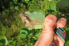 Leucoptera sinuella