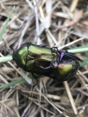 Protaetia cuprea obscura