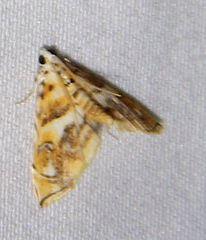Neurophyseta