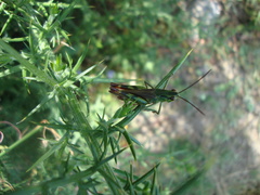 Chorthippus binotatus