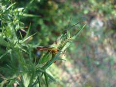Chorthippus binotatus