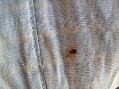 Amblyomma