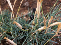 Dianthus micropetalus