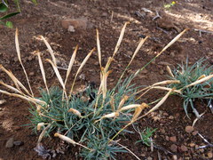 Dianthus micropetalus