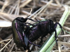 Protaetia cuprea obscura