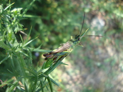 Chorthippus binotatus