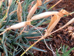 Dianthus micropetalus