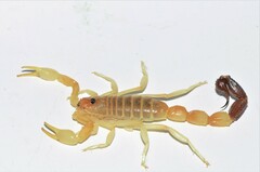 Parabuthus laevifrons