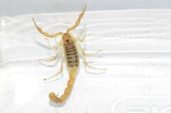 Uroplectes gracilior