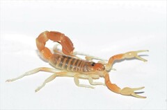 Parabuthus laevifrons