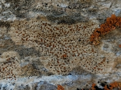 Protoblastenia incrustans