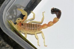 Parabuthus laevifrons