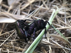 Protaetia cuprea obscura