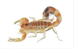 Parabuthus laevifrons