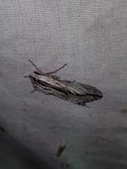 Sphinx dollii