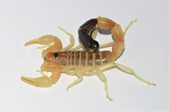 Parabuthus laevifrons