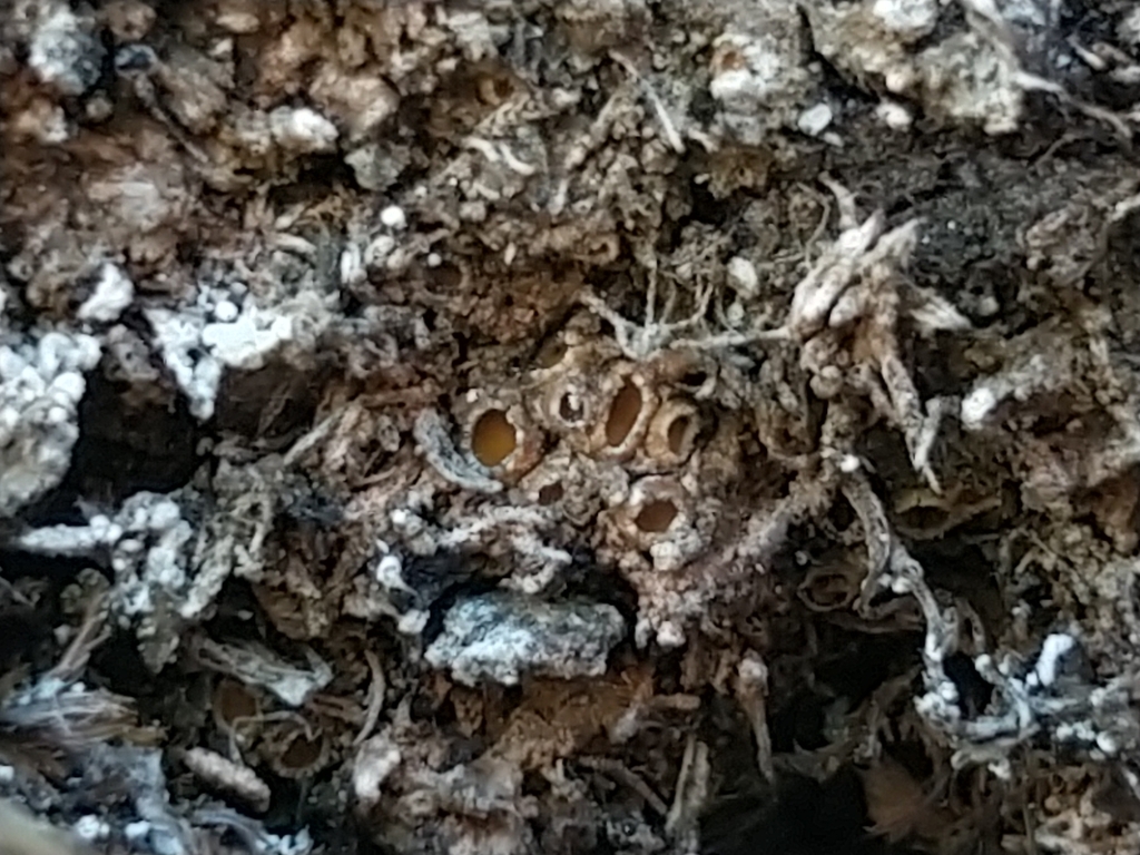 Gyalecta peziza