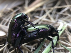 Protaetia cuprea obscura