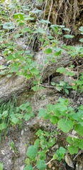 Ribes viscosissimum