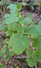 Ribes viscosissimum