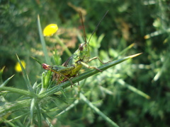 Chorthippus binotatus