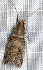 Acrobasis comptella
