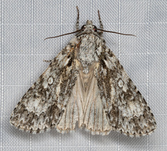 Acronicta marmorata