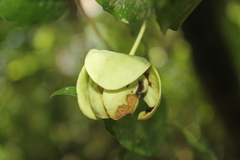 Cymbopetalum hintonii