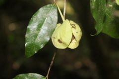 Cymbopetalum hintonii
