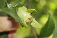 Cymbopetalum hintonii