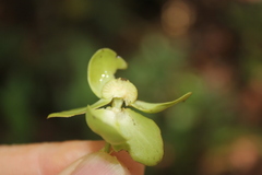 Cymbopetalum hintonii