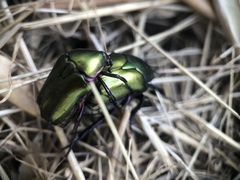 Protaetia cuprea obscura