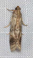 Anadelosemia condigna