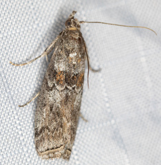 Ancylosis undulatella