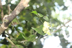 Cymbopetalum hintonii