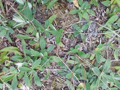 Pilosella officinarum