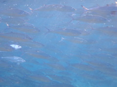 Scomberoides lysan