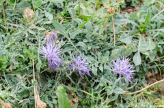 Carthamus mitissimus