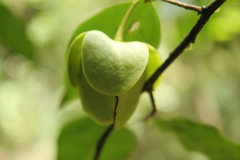 Cymbopetalum hintonii