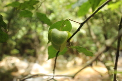 Cymbopetalum hintonii