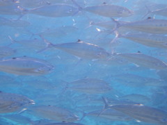 Scomberoides lysan