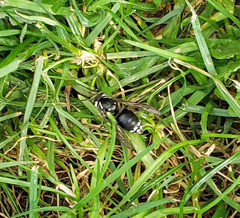 Dolichovespula maculata