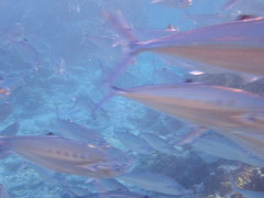 Scomberoides lysan