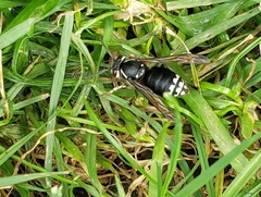 Dolichovespula maculata